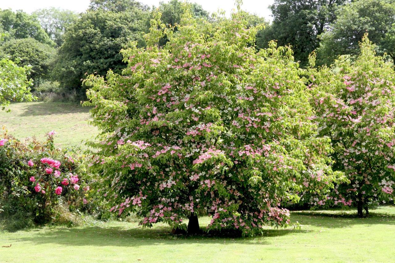 Devon Country Paradise تافيستوك المظهر الخارجي الصورة