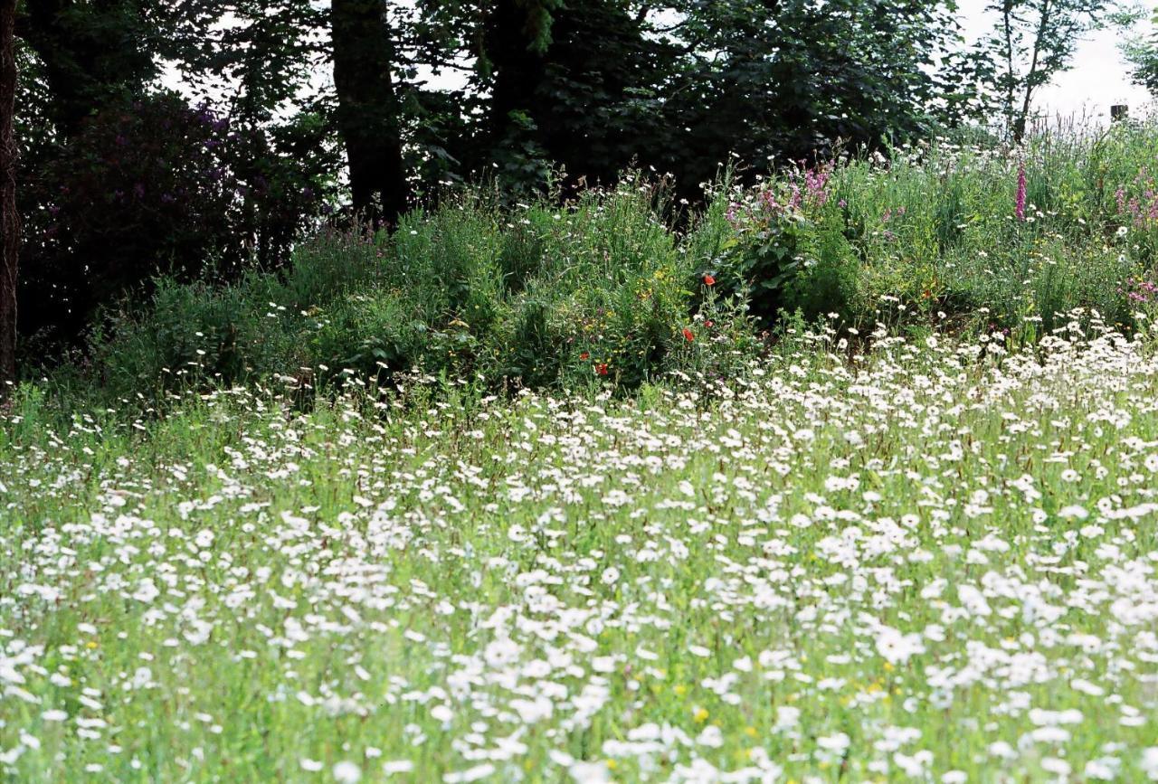 Devon Country Paradise تافيستوك المظهر الخارجي الصورة