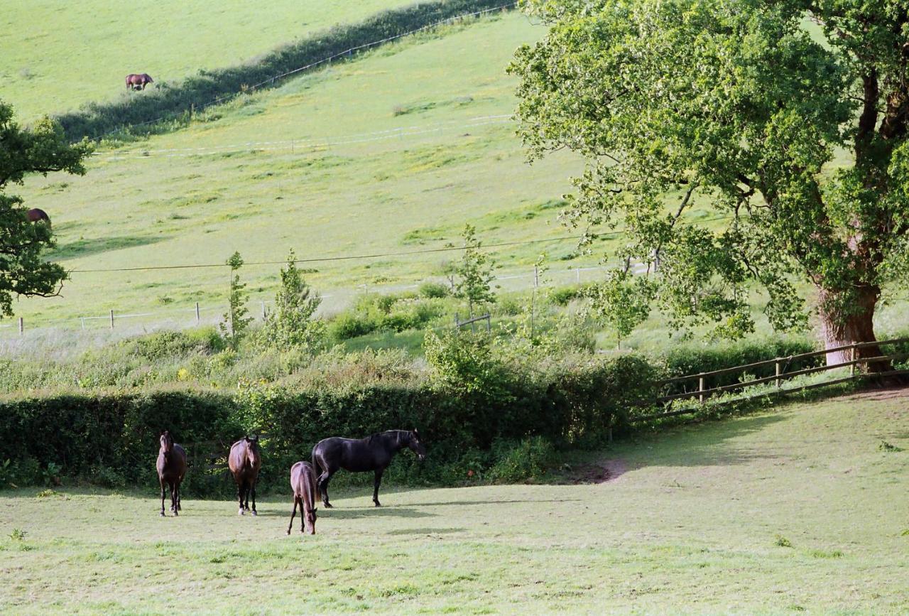 Devon Country Paradise تافيستوك المظهر الخارجي الصورة