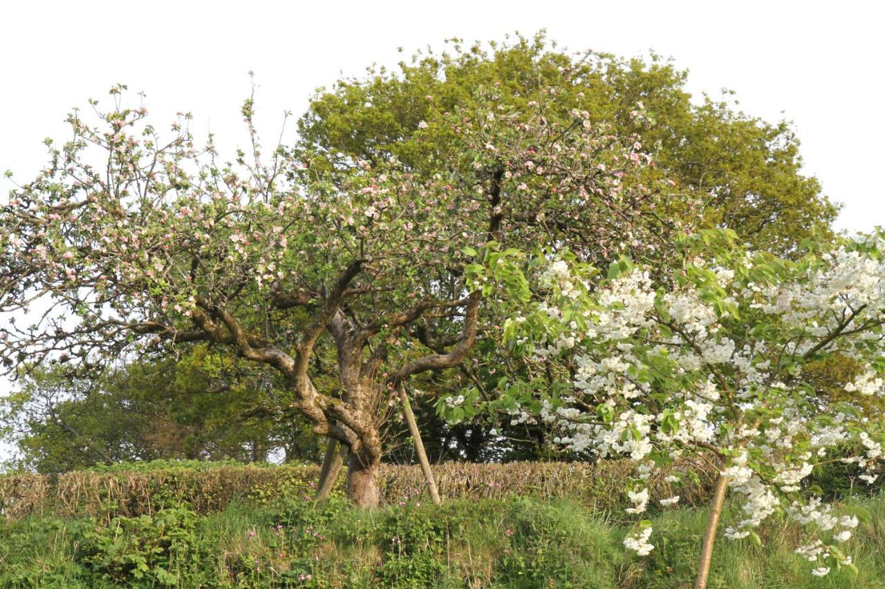 Devon Country Paradise تافيستوك المظهر الخارجي الصورة