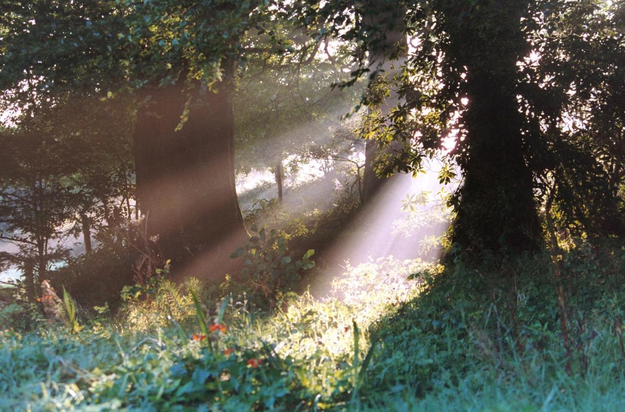 Devon Country Paradise تافيستوك المظهر الخارجي الصورة